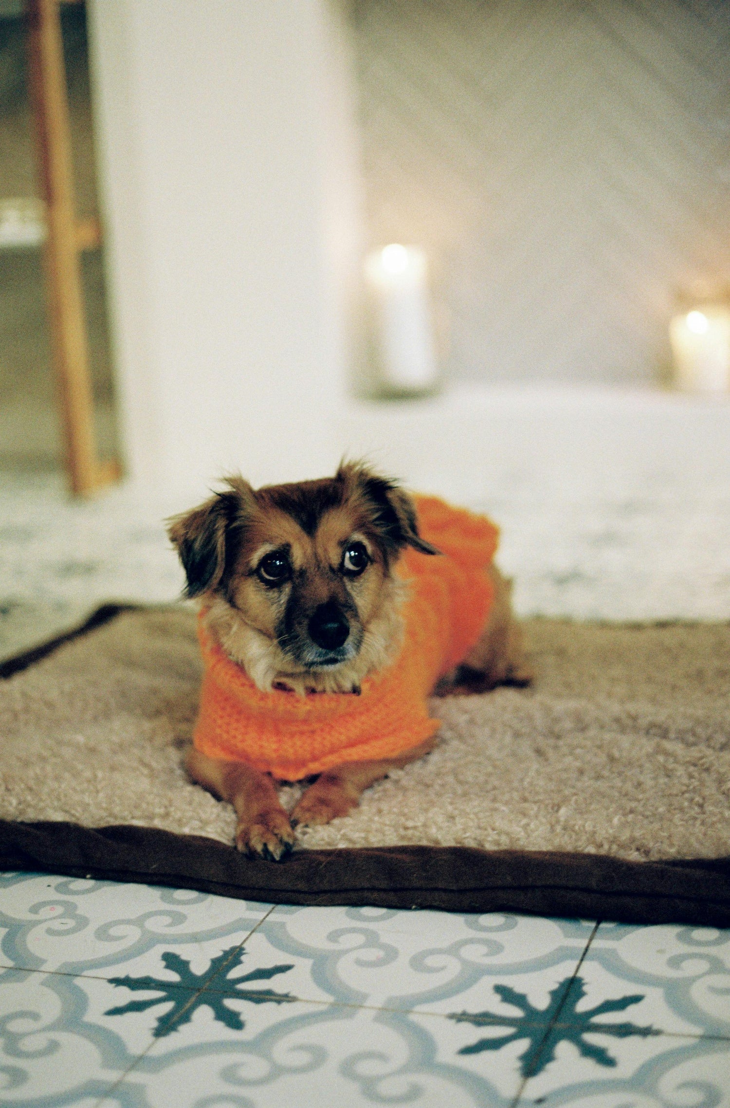 Pets Apparel